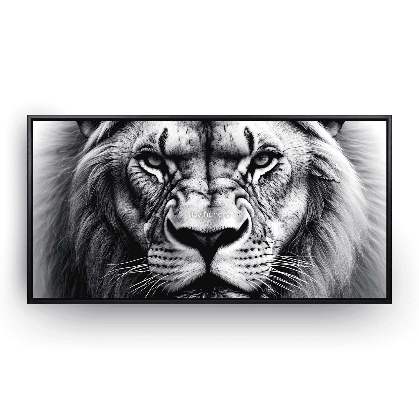 Lion’s Gaze