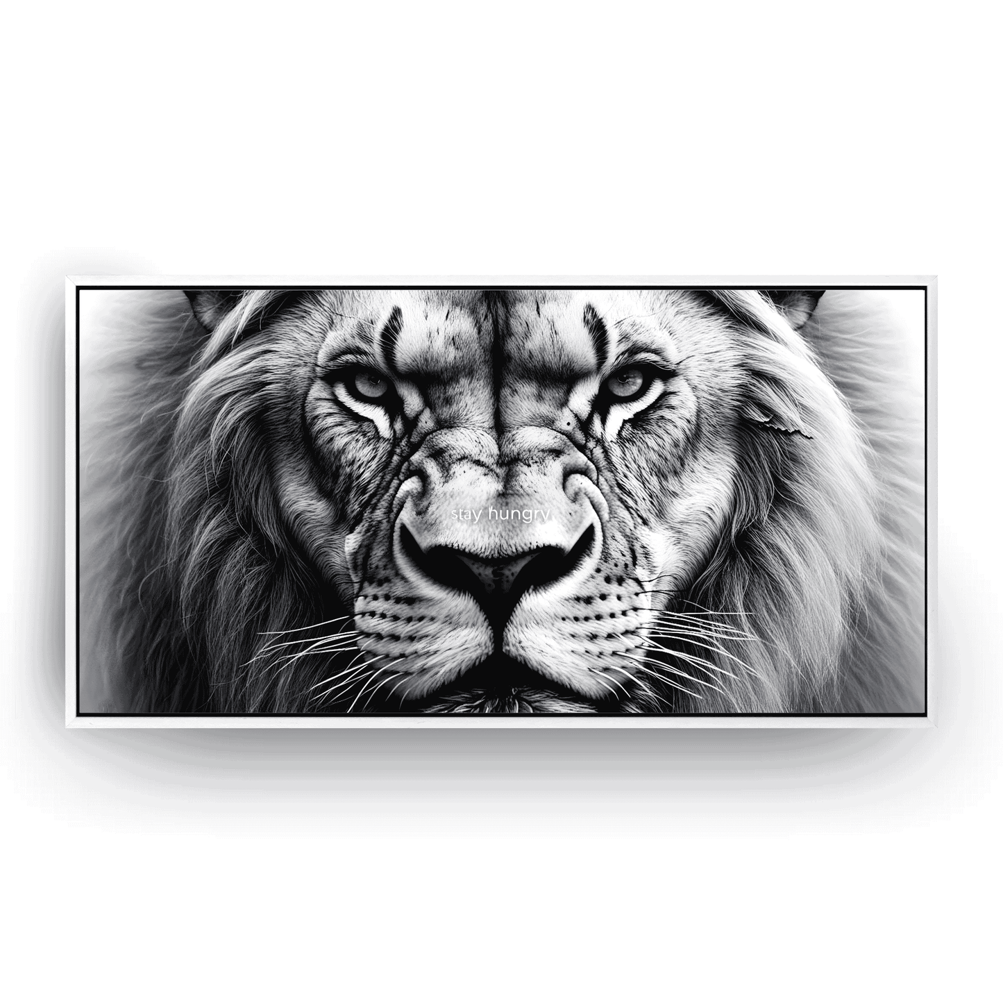 Lion’s Gaze