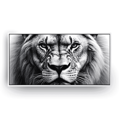 Lion’s Gaze